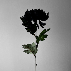 ザクロ (feat. 初音ミク)