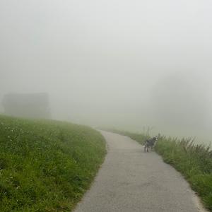 Nebbia D‘estate