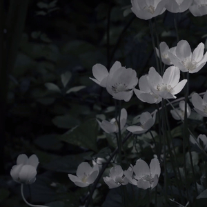 迟迟（八音盒版）