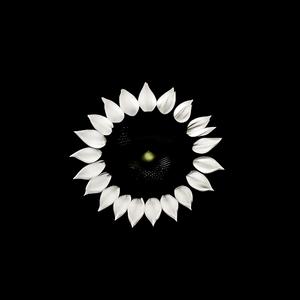 Asteraceae (Im Sorry)