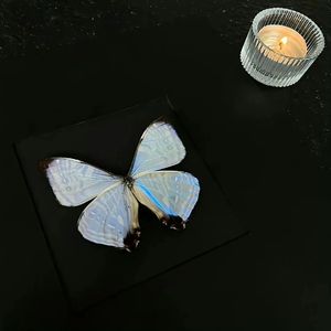 Chasing Butterflies ♡