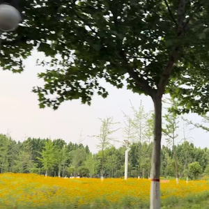 夏日海边 净水斜阳 (钢琴曲)