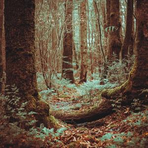 In the forest