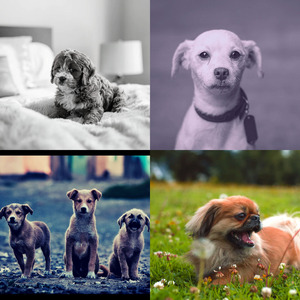 微妙的可爱的狗心情