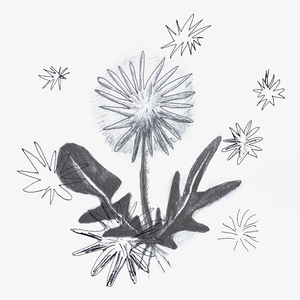 손끝에서 부서진 자그마한 민들레는