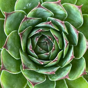 Johannisfeuer (feat. Eduard Prost)