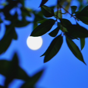 肖申克（伴奏）