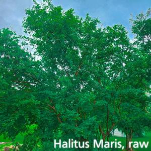 Halitus Maris (Raw)
