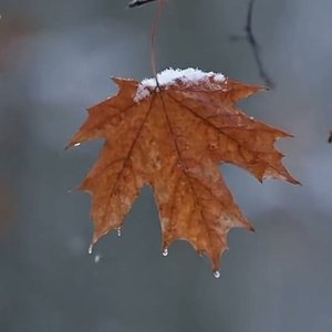 Ноябрьский каприз by Камилла (author of Lyrics) 💟