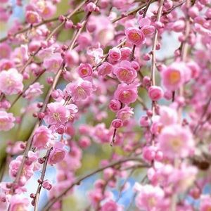 筱麦兜-荆棘之花-筱麦兜 伴奏