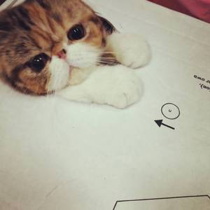 再见吧，喵小姐