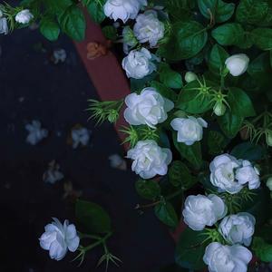 等不来花开（cover pro）