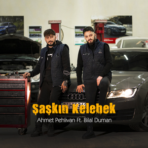 Şaşkın Kelebek