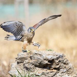 一只脚在石头上 (3)