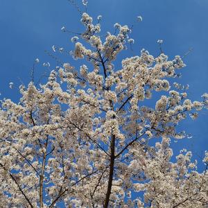 봄볕의 청춘 pop