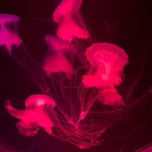 两个人不等于我们(翻自 王力宏)