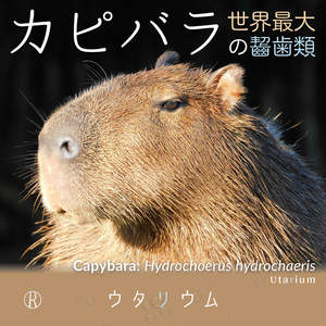 Capybara: Hydrochoerus Hydrochaeris