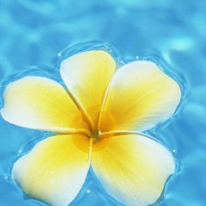 出水芙蓉啊