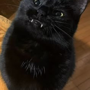 Soicyboyz (nightcore)