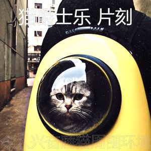 微妙的小猫心情