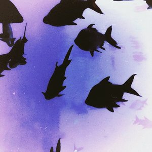 飞鸟与鱼不同路（Prod.by Trai5or）