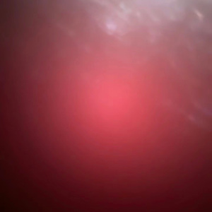 当阳光透过枝叶1.0