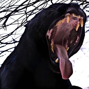 Various Artists - Big Bad Wolf