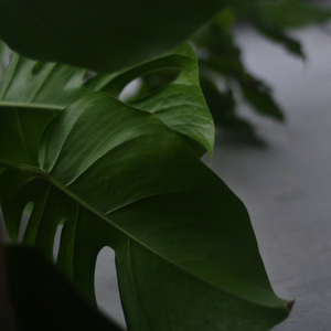 Harmonization of consciousness