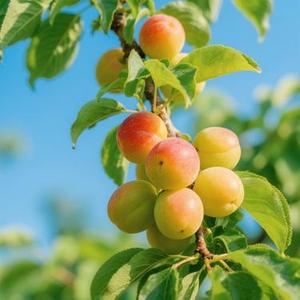 盛夏的果实 (Cover 小匆匆)