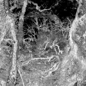 Forest of the Damned 2: Enter the Forest