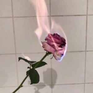 [FREE]"Red Rose"@Janswave