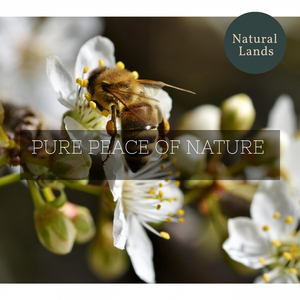 Mid Day Lake and Rabbits