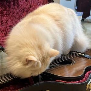 with or without you（指弹）