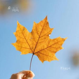 黄色枫叶 (Cover 薛之谦)