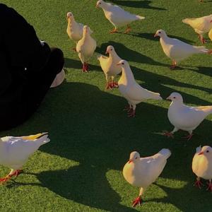 晚夜微雨问海棠