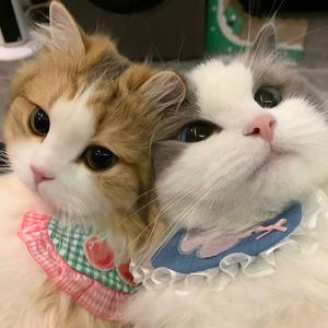 他的猫（cover徐良\杨曦）