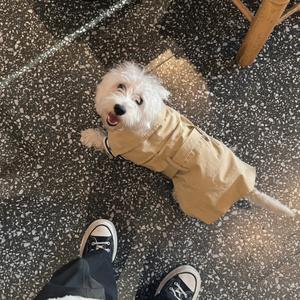 花翎forchi（告白）伴奏