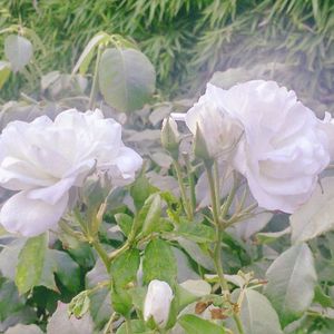 我曾用心爱着你