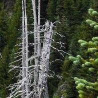 一个多情又无情的人