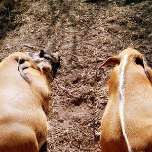 660 vintage wavs ripped in fine midi flac riddims