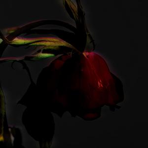 tiny little adiantum