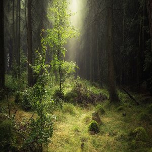 Forest Sound