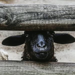 Ba Ba Black Sheep (feat. Baby Nursery Rhymes)