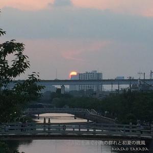 川辺を泳ぐ小魚の群れと初夏の微風