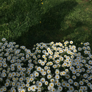 我身上有一个不可战胜的夏天