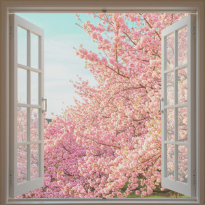 桜色の窓辺