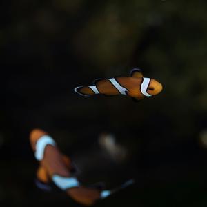 这条小鱼在乎 王铮亮 石凯 阿如那 高卿尘Nine