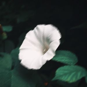Calonyction alba L.