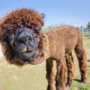 Alpacha
