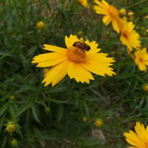 Valder Fields C调口琴版（翻自 Tamas Wells）